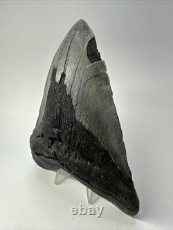 Megalodon Shark Tooth 5.73 inch Huge Authentic Fossil Amazing Real 18835