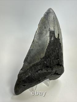 Megalodon Shark Tooth 5.73 inch Huge Authentic Fossil Amazing Real 18835