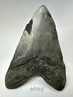 Megalodon Shark Tooth 5.73 inch Huge Authentic Fossil Amazing Real 18835