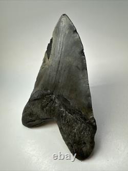 Megalodon Shark Tooth 5.73 inch Huge Authentic Fossil Amazing Real 18835