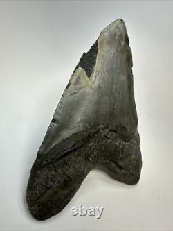 Megalodon Shark Tooth 5.73 inch Huge Authentic Fossil Amazing Real 18835