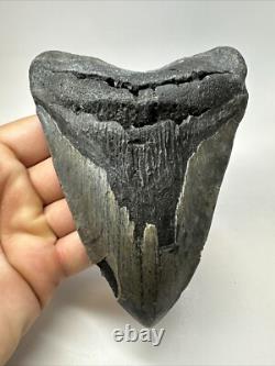 Megalodon Shark Tooth 5.73 inch Huge Authentic Fossil Amazing Real 18835