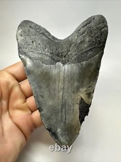 Megalodon Shark Tooth 5.73 inch Huge Authentic Fossil Amazing Real 18835