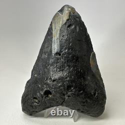 Megalodon Shark Tooth 5.74 Inch Huge Natural Fossil Authentic Teeth 20059