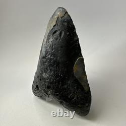 Megalodon Shark Tooth 5.74 Inch Huge Natural Fossil Authentic Teeth 20059