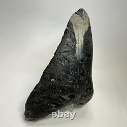 Megalodon Shark Tooth 5.74 Inch Huge Natural Fossil Authentic Teeth 20059