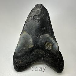 Megalodon Shark Tooth 5.74 Inch Huge Natural Fossil Authentic Teeth 20059