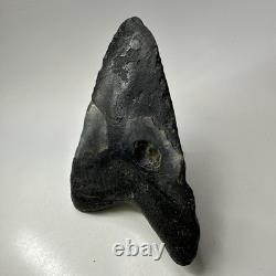 Megalodon Shark Tooth 5.74 Inch Huge Natural Fossil Authentic Teeth 20059