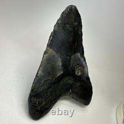 Megalodon Shark Tooth 5.74 Inch Huge Natural Fossil Authentic Teeth 20059