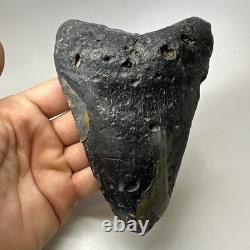 Megalodon Shark Tooth 5.74 Inch Huge Natural Fossil Authentic Teeth 20059