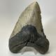 Megalodon Shark Tooth 5.74 Inch Massive Natural Fossil Authentic 19497