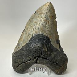 Megalodon Shark Tooth 5.74 Inch Massive Natural Fossil Authentic 19497 Megalodon Shark Tooth 5.74 Inch Massive Natural Fossil Authentic 19497