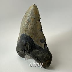 Megalodon Shark Tooth 5.74 Inch Massive Natural Fossil Authentic 19497