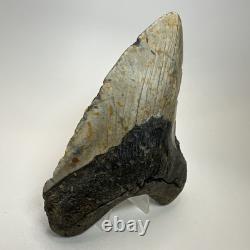 Megalodon Shark Tooth 5.74 Inch Massive Natural Fossil Authentic 19497 Megalodon Shark Tooth 5.74 Inch Massive Natural Fossil Authentic 19497