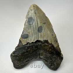 Megalodon Shark Tooth 5.74 Inch Massive Natural Fossil Authentic 19497