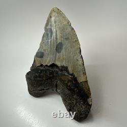 Megalodon Shark Tooth 5.74 Inch Massive Natural Fossil Authentic 19497