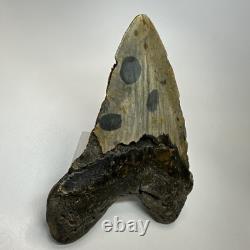 Megalodon Shark Tooth 5.74 Inch Massive Natural Fossil Authentic 19497