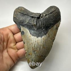 Megalodon Shark Tooth 5.74 Inch Massive Natural Fossil Authentic 19497