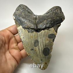 Megalodon Shark Tooth 5.74 Inch Massive Natural Fossil Authentic 19497 Megalodon Shark Tooth 5.74 Inch Massive Natural Fossil Authentic 19497