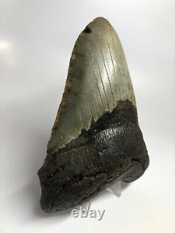 Megalodon Shark Tooth 5.74 Unique Shape Wide Fossil Real 4696