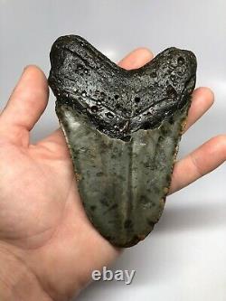 Megalodon Shark Tooth 5.74 Unique Shape Wide Fossil Real 4696