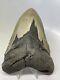 Megalodon Shark Tooth 5.75 Huge Authentic Fossil Natural 14886
