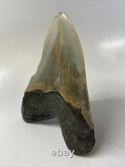 Megalodon Shark Tooth 5.75 Huge Authentic Fossil Natural 14886
