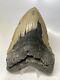 Megalodon Shark Tooth 5.75 Huge Authentic Fossil Natural 15386