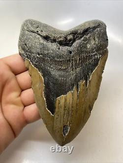 Megalodon Shark Tooth 5.75 Huge Authentic Fossil Natural 15386