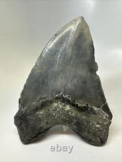 Megalodon Shark Tooth 5.75 Unique Natural Fossil Real 15829