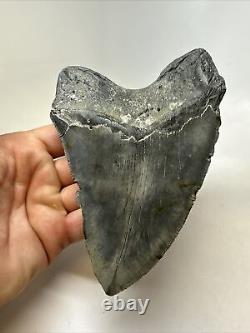 Megalodon Shark Tooth 5.75 Unique Natural Fossil Real 15829