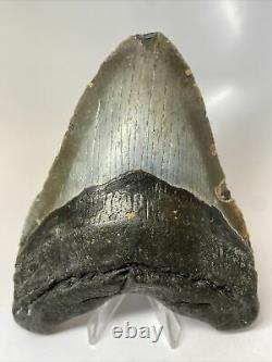 Megalodon Shark Tooth 5.76 Giant Authentic Fossil Natural 8005