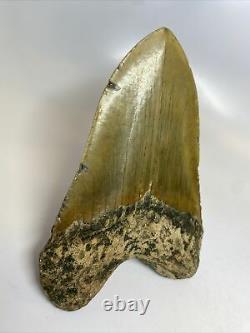 Megalodon Shark Tooth 5.76 Huge Real Fossil No Restoration 8128