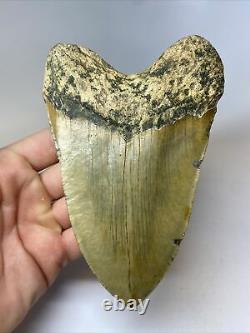 Megalodon Shark Tooth 5.76 Huge Real Fossil No Restoration 8128