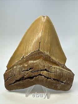 Megalodon Shark Tooth 5.76 Huge Serrated Fossil Orange 18788