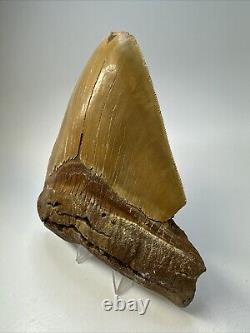 Megalodon Shark Tooth 5.76 Huge Serrated Fossil Orange 18788