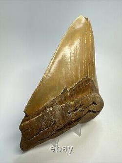 Megalodon Shark Tooth 5.76 Huge Serrated Fossil Orange 18788