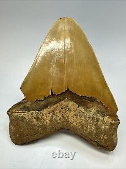 Megalodon Shark Tooth 5.76 Huge Serrated Fossil Orange 18788