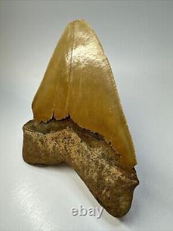 Megalodon Shark Tooth 5.76 Huge Serrated Fossil Orange 18788