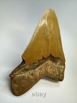 Megalodon Shark Tooth 5.76 Huge Serrated Fossil Orange 18788