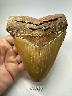 Megalodon Shark Tooth 5.76 Huge Serrated Fossil Orange 18788