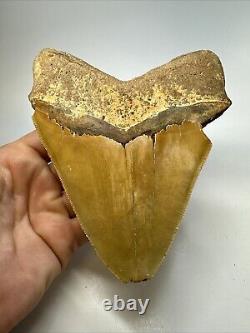 Megalodon Shark Tooth 5.76 Huge Serrated Fossil Orange 18788