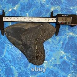 Megalodon Shark Tooth 5.76 Huge Teeth Big Meg Scuba Diver Direct Fossil Nc 6138