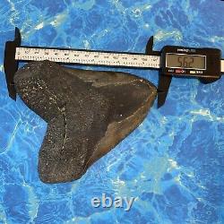 Megalodon Shark Tooth 5.76 Huge Teeth Big Meg Scuba Diver Direct Fossil Nc 6138