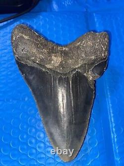 Megalodon Shark Tooth 5.76 Huge Teeth Scuba Diver Direct Fossil