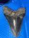 Megalodon Shark Tooth 5.76 Huge Teeth Scuba Diver Direct Fossil