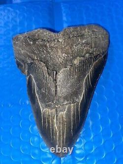 Megalodon Shark Tooth 5.76 Huge Teeth Scuba Diver Direct Fossil