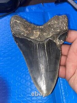 Megalodon Shark Tooth 5.76 Huge Teeth Scuba Diver Direct Fossil