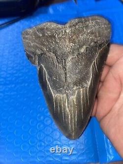 Megalodon Shark Tooth 5.76 Huge Teeth Scuba Diver Direct Fossil