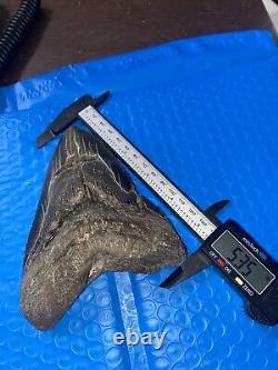 Megalodon Shark Tooth 5.76 Huge Teeth Scuba Diver Direct Fossil